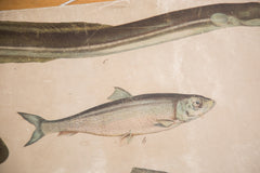 Vintage Fish School Chart // ONH Item 3162 Image 2