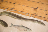 Green congridae eel and silvery bass fish rendering on a vintage Polish science chart.