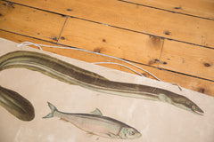 Vintage Fish School Chart // ONH Item 3162 Image 3