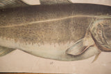 Close-up of a fish's mottled body, pectoral fin, and letter 'a' on the aged 1940s chart.