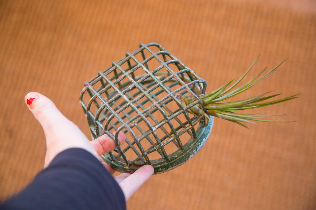 Large vintage industrial flower frog with green patina, holding an air plant.