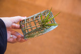 Distressed green gridded flower frog vessel holding a small air plant.