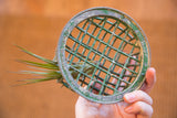 Worn green industrial flower frog showcasing an air plant.