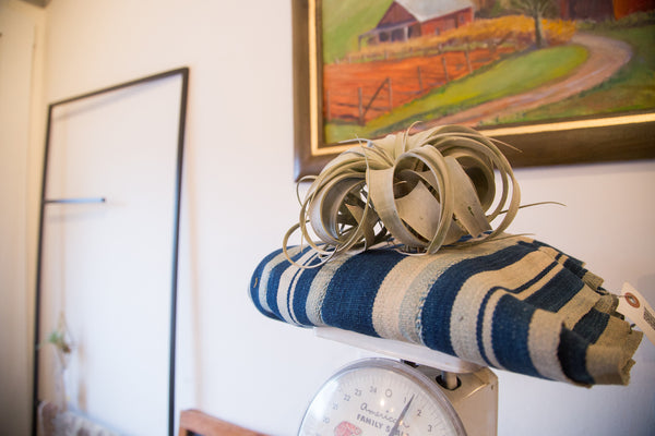 Air Plant Large Xerographica // ONH Item 3382