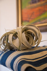Curled, silvery-celadon leaves of the Tillandsia Xerographica air plant.