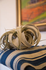 Air Plant Large Xerographica // ONH Item 3382 Image 2