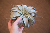 Large Tillandsia Xerographica air plant's silvery celadon green leaves held in hand.