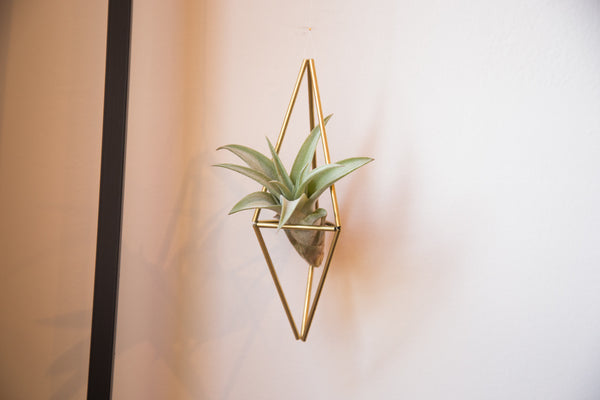 geometric wall plant hanger Himelli Geometric Brass Air Plant Hanger – Item #3400