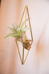 A green air plant shown inside a hanging geometric brass Himmeli holder.