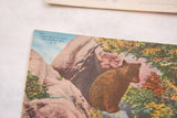 Close-up showing the printed caption and bear graphic on the vintage postcard.