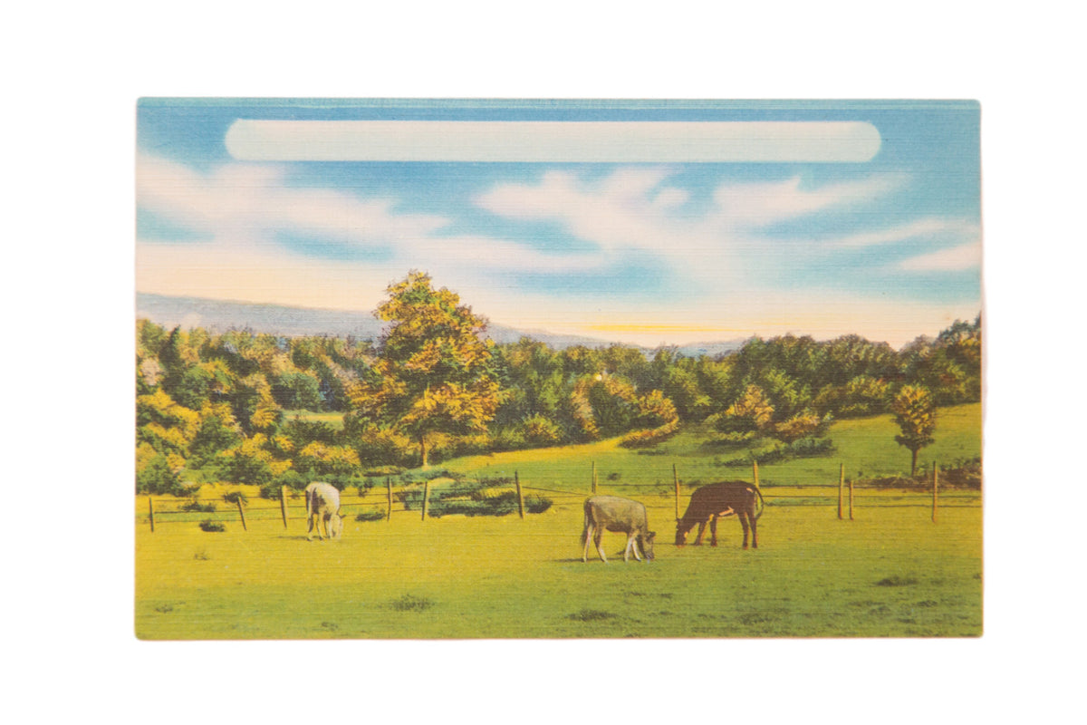 Vintage Catskills postcard showing a colored farm scene with cattle grazing in a fenced meadow.