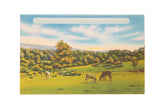 Vintage Catskills postcard showing a colored farm scene with cattle grazing in a fenced meadow.