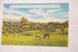 Angled perspective of the vintage postcard showing its colorful pastoral farm scene.