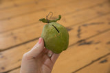 Vintage green folk art chayote clay piggy bank's coin slot and stem detail.