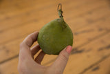 Hand holding lower half of vintage green Mexican folk art clay piggy bank.