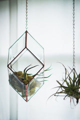 Copper chain and hook suspending the beveled glass terrarium.