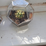A geometric glass and copper terrarium styled as a planter for a small spiky cactus.
