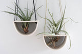 Two white ceramic Half Moon Air Plant Hangers displaying green air plants with exposed roots.