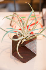 Green and blue air plant nestled in a dark cedar geometric planter.