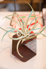 Air Plant Wooden Planter Charcoal Red // ONH Item 6410 Image 3