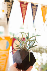 Faceted charcoal red cedar wood planter, highlighting its geometric shape and stained finish.