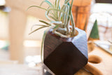 Faceted charcoal red wooden planter holding an air plant, highlighting its textured top opening.