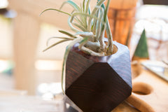 Air Plant Wooden Planter Charcoal Red // ONH Item 6410 Image 2