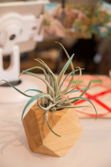Natural cedar wood geometric planter texture with a blue-green tipped air plant.