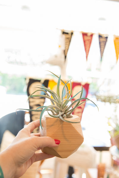 Air Plant Wooden Planter Natural Cedar // ONH Item 6411 Image 3