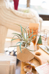 Geometric faceted wood planter with subtle antiqued white finish and air plant.
