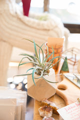 Air Plant Wooden Planter Antiqued White // ONH Item 6412 Image 2