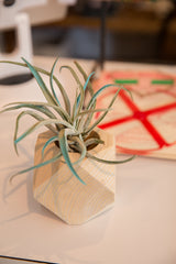 Air Plant Wooden Planter Antiqued White // ONH Item 6412 Image 3