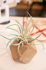 Geometric cedar air plant planter, featuring natural wood grain and faceted design.