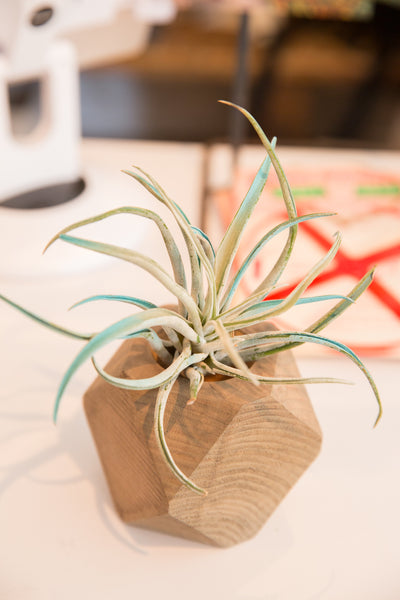 Air Plant Wooden Planter Light Grey // ONH Item 6413 Image 2