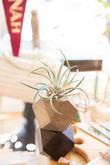 Faceted light grey cedar planter with air plant, atop a darker faceted wood piece.