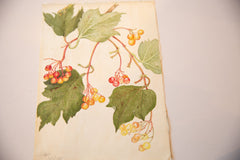 Antique Botanical Watercolor Painting / ONH Item 6658 Image 1