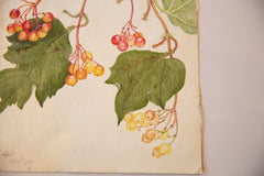 Antique Botanical Watercolor Painting / ONH Item 6658 Image 2
