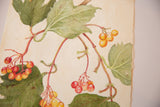 Finely detailed red and yellow berries on green foliage in antique botanical watercolor.