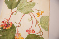 Antique Botanical Watercolor Painting / ONH Item 6658 Image 3