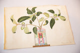 Detailed watercolor of green leaves and acorns, showing aged paper with rough edge.
