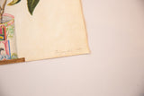 Handwritten 'Torquay Del 1887' inscription on the antique botanical watercolor's aged paper.