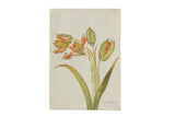 Antique botanical watercolor, circa 1880s, detailed iris seed pods with vibrant orange seeds.