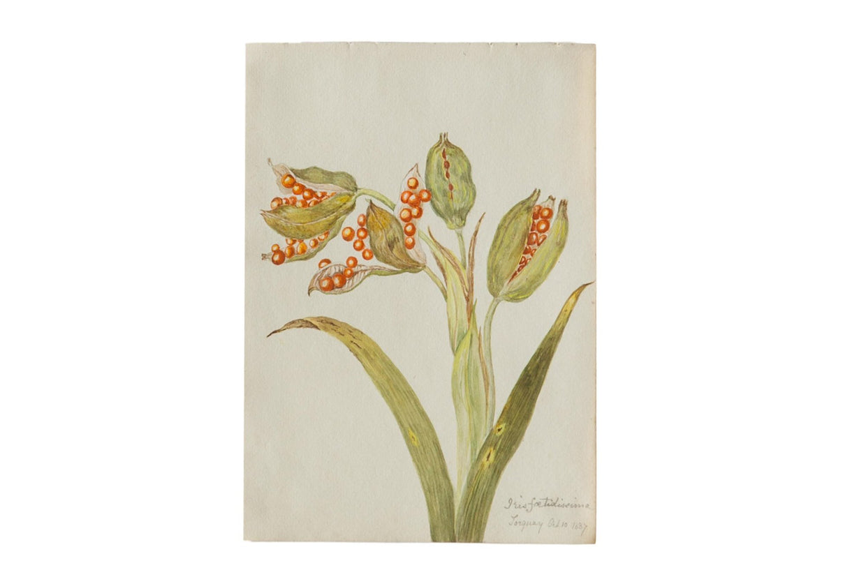 Iris Botanical Antique Watercolor Painting  / ONH Item 6666