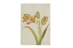 Iris Botanical Antique Watercolor Painting  / ONH Item 6666