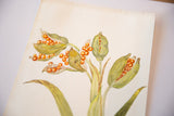 Green iris seed pods with vibrant orange seeds on antique watercolor painting.