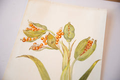 Iris Botanical Antique Watercolor Painting  / ONH Item 6666 Image 2
