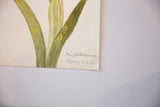 Handwritten botanical name 'Iris foetidissima' and 1887 date on the antique watercolor.