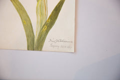 Iris Botanical Antique Watercolor Painting  / ONH Item 6666 Image 3