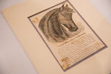 Angled close-up of mid-19th century Perfect Horse newspaper print text, showing age.