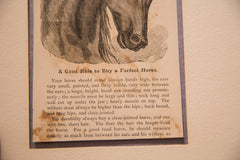 Antique Perfect Horse Newspaper Print Image 2